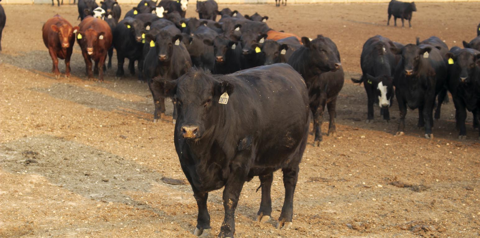 cow standing in field with a group of cows behind it