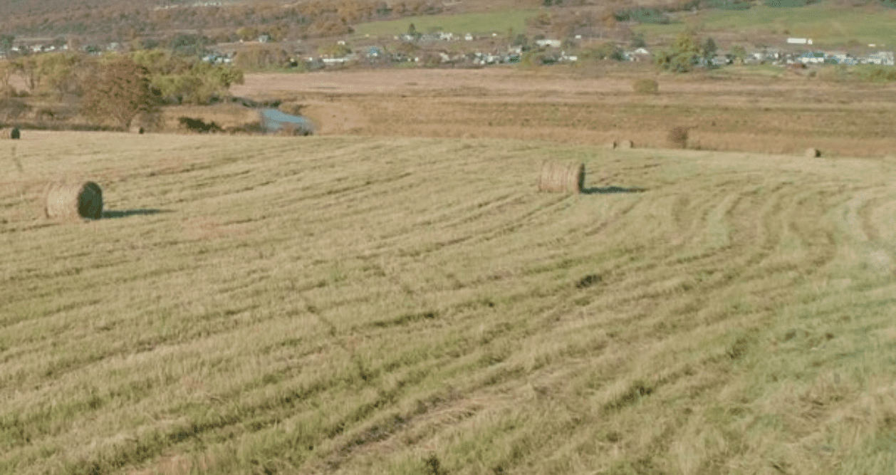 haybales in a field