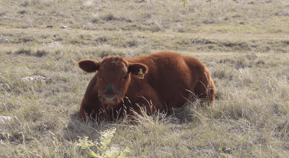 red calf laying in a pasture