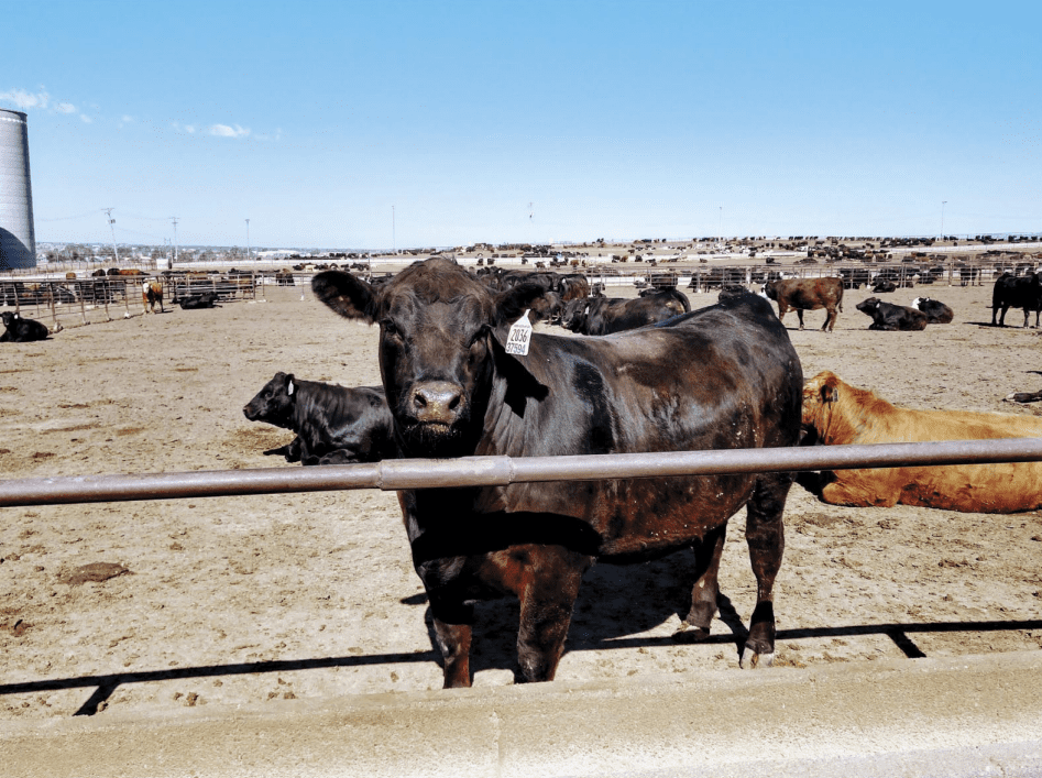 black cow standing at a feed bunk