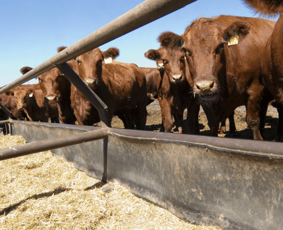 red cows at feed bunk