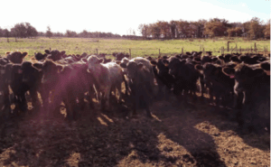 cows in a pen