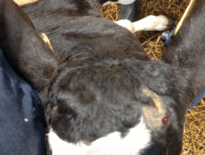 black cow after being dehorned