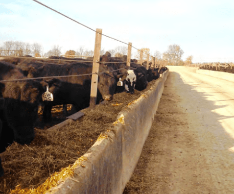 black cows at feed bunk