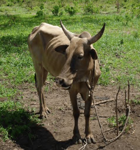 tan cow with horns