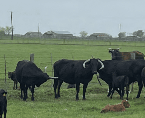 black horned cows