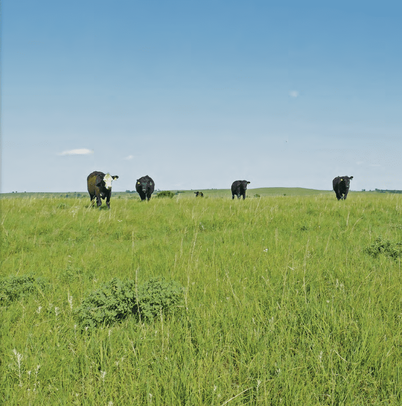 cows on grass