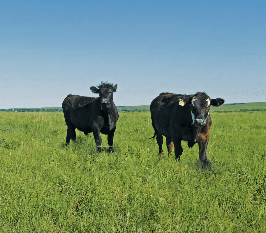2 cows in a grass pasture