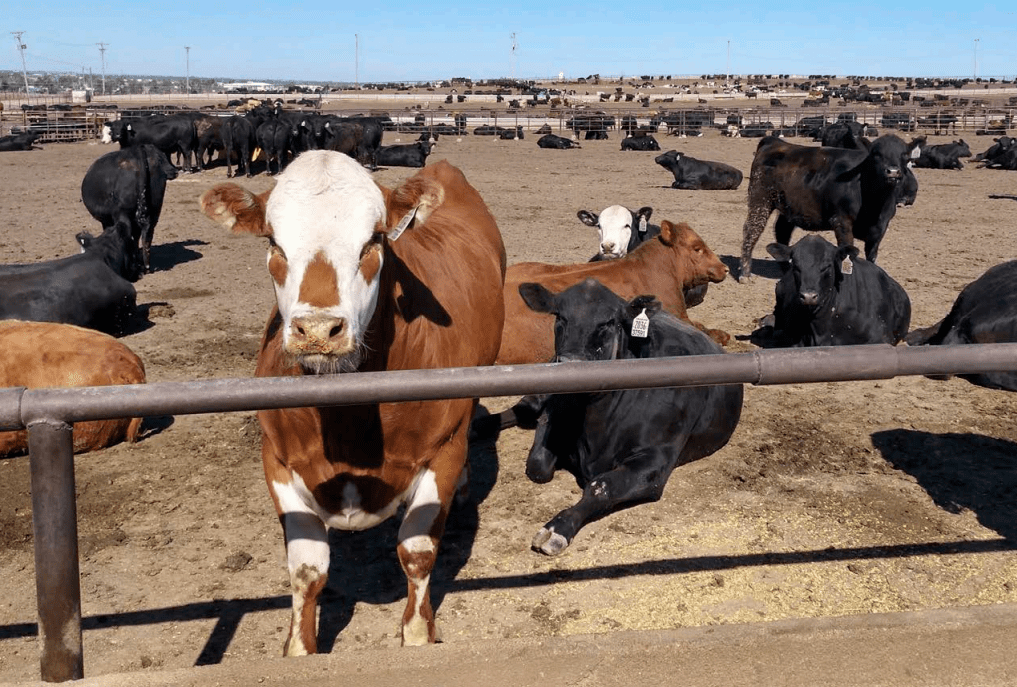 cows standing at a fence