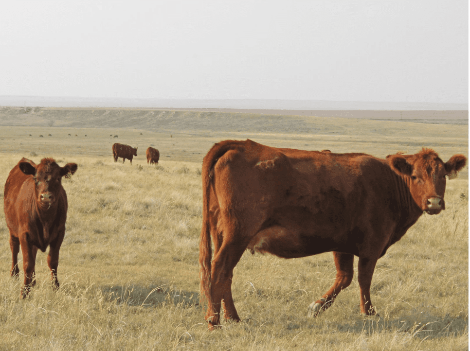 red cows in a pasture