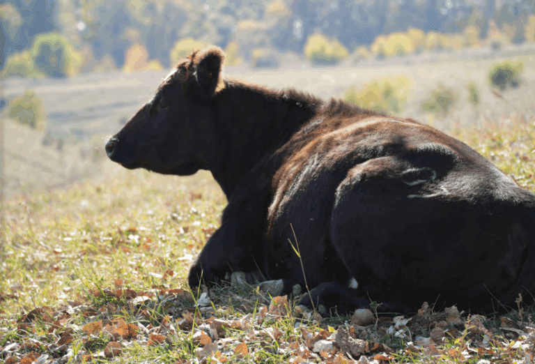 black cow laying down