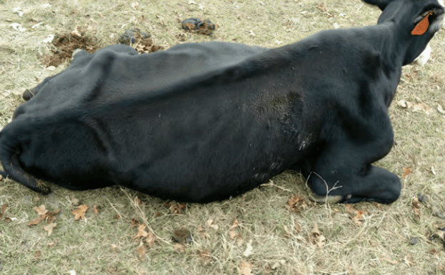 skinny black cow