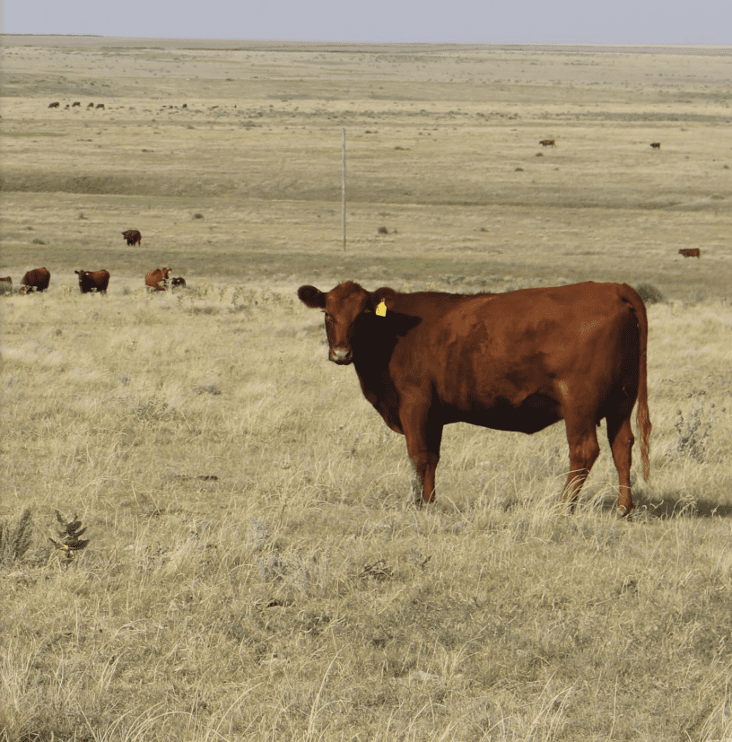 red cow in a field