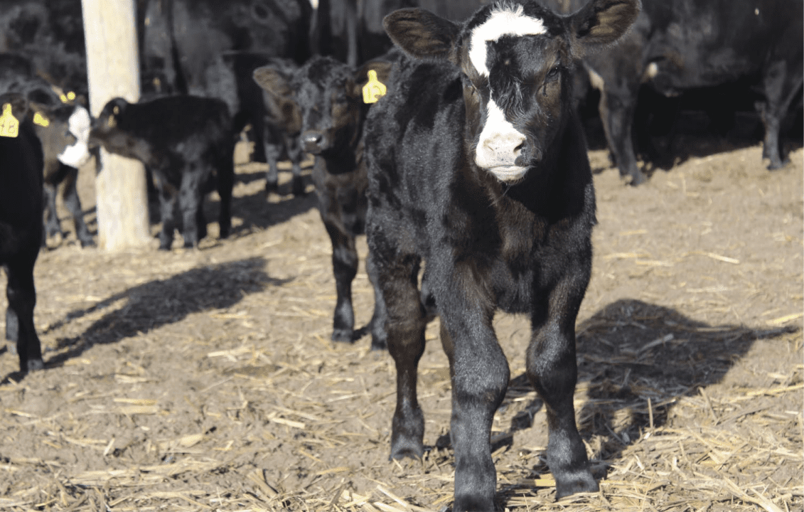 black calf with white face