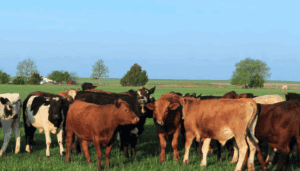 cows in a pasture