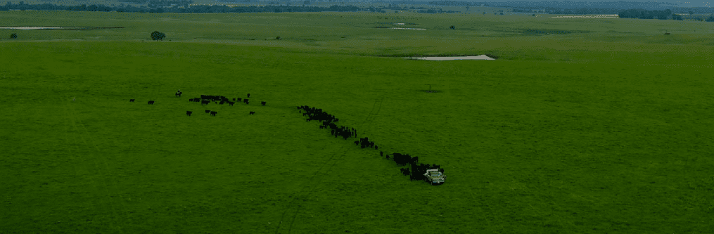 cows following a truck through a pasture